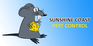 Hire trusted local 20 pest control experts in sunshine coast. The 6 Best Options For Pest Control Services In Sunshine Coast 2021