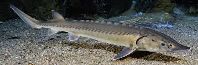 A sturgeon is a large fish which lives in northern parts of the world. Launch Of Action Plan For European Sturgeon In The Rhine Wwf
