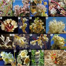 Image result for Cuscuta abyssinica