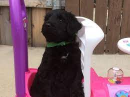 Check spelling or type a new query. Giant Schnoodle Puppies For Sale In Forney Texas Classified Americanlisted Com