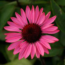 Ruby star coneflower is an herbaceous perennial with an upright. Echinacea Purpurea Ruby Star Rubinstern Perennial Resource