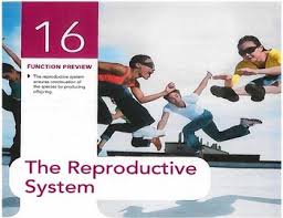 Anatomy Chapter 16 Reproductive System By Rebekah Branka Tpt