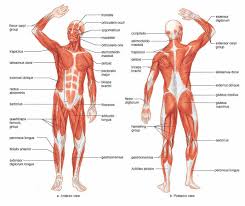 Pin By Nika Gaaa On Musvles Human Muscle Anatomy Human