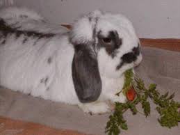 Wild rabbits may be able to eat foods that pet yes, rice is bad for rabbits. Rabbit Care Veterinary Partner Vin