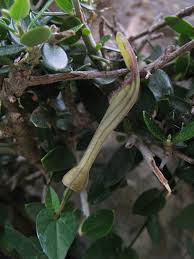 Image result for Aristolochia heppii
