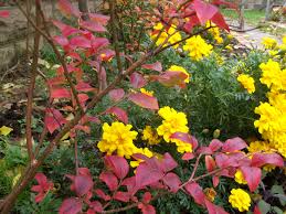 Browse pictures at hgtv of front and backyard landscaping ideas along with hardscape design including water features, pergolas, fire pits and more. Practical Permaculture Planting Under Fruit Trees Chriscondello