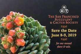 See more ideas about cacti and succulents, cactus, succulents. 2019 San Francisco Succulent Show Plant Sale In San Francisco At