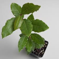 Image result for bay leaf bush foto