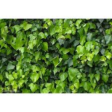 Image result for Hedera