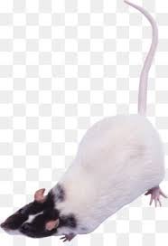 Rat Mouse Png Rat Mouse Transparent Clipart Free Download Five Nights At Freddy S 4 Fnac Candy Youtube Rat Mouse Mouse Rat Rats Png