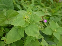 Image result for Blainvillea acmella