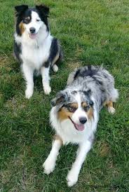 australian shepherd dog breed information and pictures