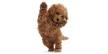 Dog Adoption | Petfinder