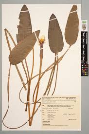 Image result for Ottelia ulvifolia