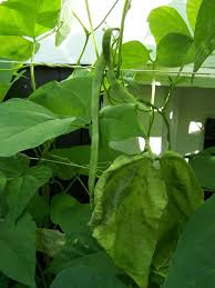 We did not find results for: Free Hilda Romano Bean Seeds 100 Pkg Classifieds For Jobs Rentals Cars Furniture And Free Stuff