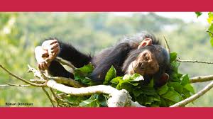 But if we disappeared and you want to know how long it would take for today 's chimps, then you have a rough answer (unless our demise was caused by global. Research Finds Similarities Between The Way Humans Chimpanzees Age Unm Newsroom