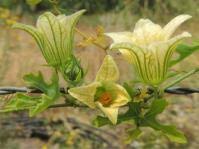 Image result for Clutia robusta