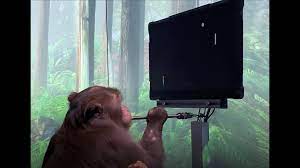 Watch A Monkey Play Pong With His Brain Pcmag