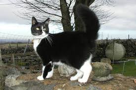 We did not find results for: Cats Toileting How To Stop Cats Using Garden As A Toilet