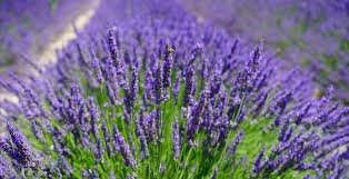 There are 1663 fresh lavender flowers for sale on etsy, and they cost $13.39 on average. Eight Beautiful Lavender Farms To Visit In Michigan
