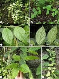 Image result for Heywoodia