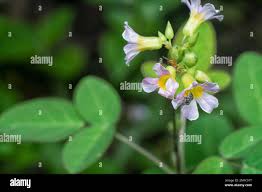 Image result for Oxalis barrelieri