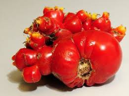 Fukushima Vegetables Omg Fukushima Mutated Turtles Vegetables Across The Us Page 1 Funny Vegetables Vegetables Funny Fruit