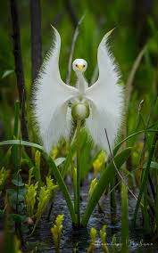 Image result for Habenaria