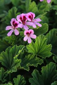 Image result for Geranium vagans