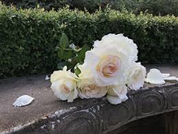 The flowers arrive in bud stage and will open gradually, delivering the. Shirley S Bouquet Hybrid Tea Rose