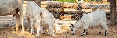 Camping A La Ferme En Vendee Sejour Paysan Avec Les Animaux De La Ferme