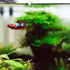 Setting aquascape low maintenance ukuran 60cm x 40cm x 40cm dengan menggunakan hardscape batu erangga, batu lava, dan kayu rasamala. Https Encrypted Tbn0 Gstatic Com Images Q Tbn And9gcql1xc3y0yykawsqv Wwm1hupoiicb5jd1lmngj9p8ndtejtsgu Usqp Cau