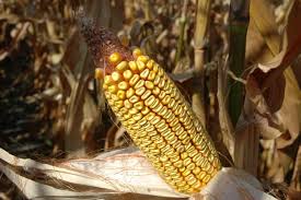 We did not find results for: How David Hula Grows 600 Bushel Plus Corn Successful Farming