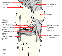 Picture of Medial knee injuries