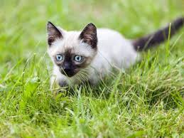 Baby vampire, not coloured yet. Bilder Von Siamkatzenbabys Bildschone Katzen Im Taschenformat