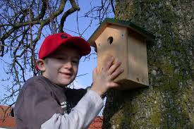 Nistkasten Richtig Anbringen So Geht S Lbv Gemeinsam Bayerns Natur Schutzen