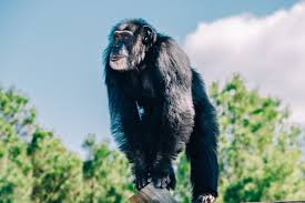Family pet monkey materials family pet monkeys are a financial investment, and the monetary commitment does not end at the acquisition of the animal. Chimps As Pets Chimphaven