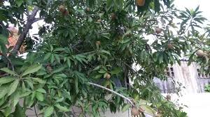 Botanically speaking, species of fruit trees can also include trees that produce berries or nuts. Fruit Bearing Tree Identification Biology Stack Exchange