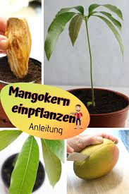 Télécharger mango pflanze vidéo stock et découvrir des vidéos similaires sur adobe stock. Mangopflanze Ziehen Mangokern Einpflanzen Mango Plant Plants Mango Tree