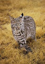 The wild cats of texas represent the most mysterious and beautiful elements of our native fauna. Passport To Texas 2015 January 16