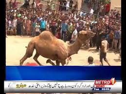 35 camel qurbani on 3rd day of eid at jdc | biggest camel qurbani in karachi on this eid ul original thumbnails original tittles provide hd qurbani videos no cutting no bad results only hd danger camel qurbani camal qurbani video 2020 qasai of pakistan koga qasai of faisalabad. Camel Qurbani In Pakistan 2017 Youtube