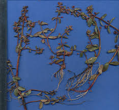 Image result for Nesaea crassicaulis