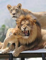 The Real Lion King And Family Animals Animals Beautiful Wild Cats