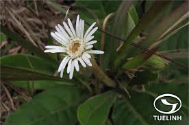 Image result for Gerbera piloselloides