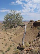 Image result for Maerua schinzii