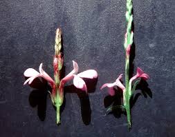 Image result for Striga junodii