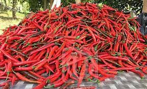 Saat itu, kiamat sudah bener benar sangat dekat. Anim Agro Technology Isu Cili Tempatan Dan Cili Import