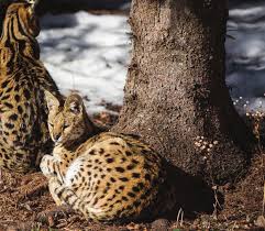 The Wildcat Sanctuary Copper, bobcat