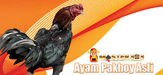 Pin Di Gallery Ayam Bangkok Ayam Saigon Ayam Filipina Ayam Birma Etc