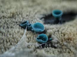 Image result for Eulophia hirschbergii